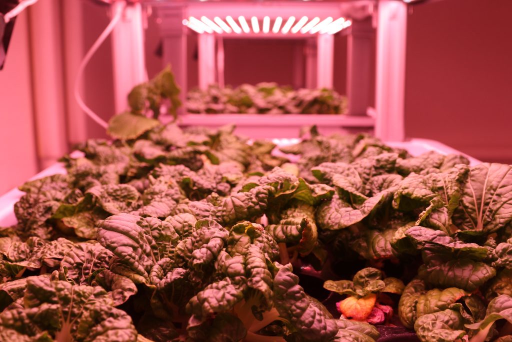 The Dominican Center’s hydroponics lab grows all types of produce, including bok choy. Photo by Sam Woods/NNS.