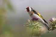 European goldfinch. Photo by מינוזיג - MinoZig, CC BY-SA 4.0 , via Wikimedia Commons