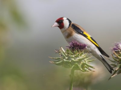 European Goldfinches Now Found in Southeast Wisconsin