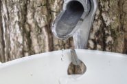 Spigot tapping maple tree. File photo by bgilliard from St. Catharines, Canada, CC BY-SA 2.0 , via Wikimedia Commons