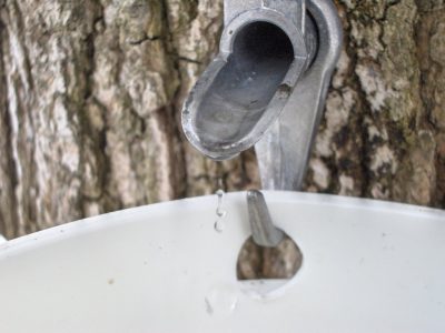 A Big Year for Maple Syrup Producers