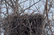 A bald eagle tending eggs in the nest Beth Berger Martin found in a Milwaukee County park. Photo courtesy of Beth Berger Martin