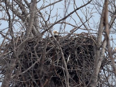 Bald Eagles Now Reside In Milwaukee