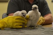 Researchers hold peregrine falcon chicks Dream, left, and Scrunchie after applying leg-bands to them. The two chicks hatched at the nesting site at the Weston Power Plant in late May. Rob Mentzer/WPR