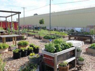 Urban Garden Provides Fresh Produce in Riverwest