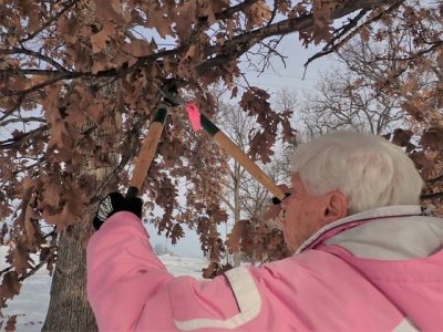 Prune Oak Trees In Winter To Help Prevent Oak Wilt