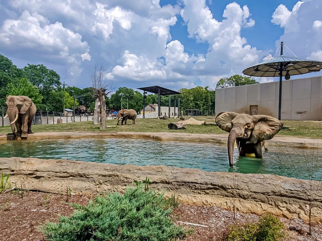 Elephants at the Milwaukee County Zoo. Photo from Milwaukee County Zoo.