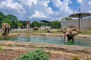 Elephants at the Milwaukee County Zoo. Photo from Milwaukee County Zoo.