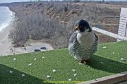A peregrine falcon sits at a nesting site in Port Washington, Wisconsin. Photo Courtesy of WEC Energy Group.