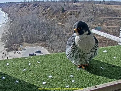 30th Anniversary of State’s Peregine Falcon Nesting Program