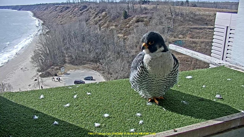 A peregrine falcon sits at a nesting site in Port Washington, Wisconsin. Photo Courtesy of WEC Energy Group.