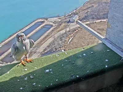 They’re back! Peregrine falcons return to We Energies power plants