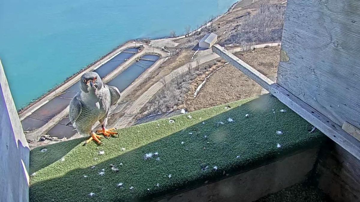 They’re back! Peregrine falcons return to We Energies power plants