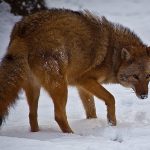 Coyote Hunting Causes Protests in Wauwatosa