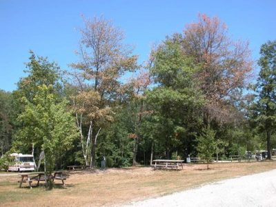 Help Protect Oak Trees From Oak Wilt