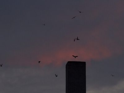 DNR Asks Public To Help Count And Track Declining Chimney Swifts In Wisconsin