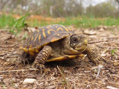 Help Protect Turtles During Wild Turtle Week