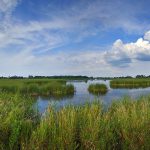 Supreme Court Ruling Will Negatively Impact Wisconsin Wetlands