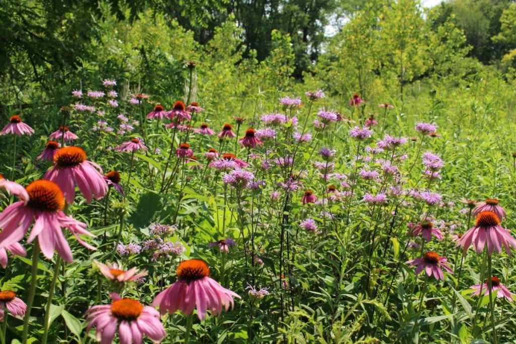 New pollinator habitat will be created at seven state parks thanks to funding from the Wisconsin Pollinator Protection Fund of the Natural Resources Foundation of Wisconsin. Photo by Caitlin Williamson