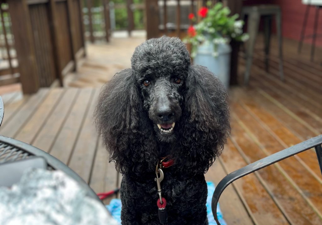 Margaux the poodle hangs out at a cafe. Photo by Sophie Bolich.