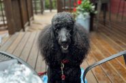 Margaux the poodle hangs out at a cafe. Photo by Sophie Bolich.