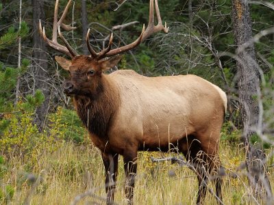 Car Crashes A Leading Cause of Death For State’s Elk