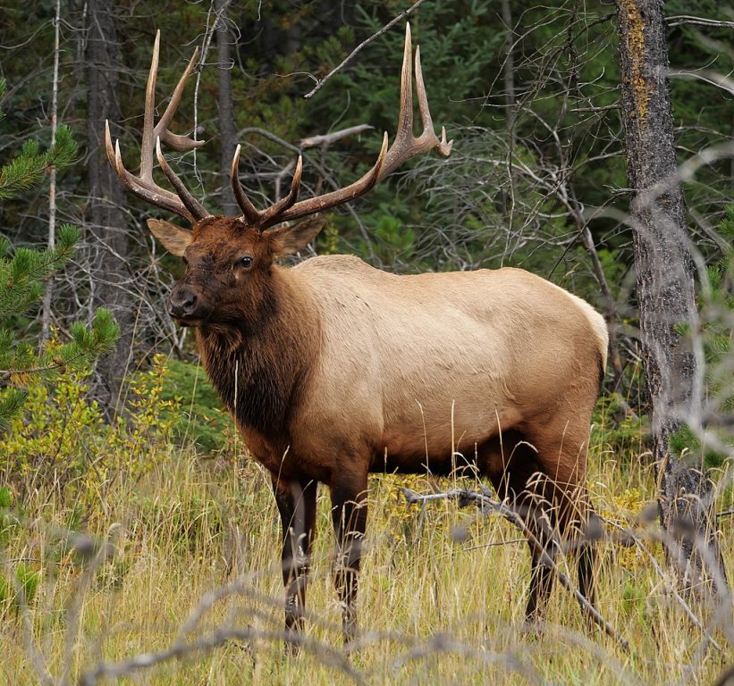 Elk. Membeth, CC0, via Wikimedia Commons
