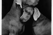 William Wegman - Friends, 2009. Inkjet. From the Warehouse Art Museum Collection. Photographed by Avery Pelekoudas.
