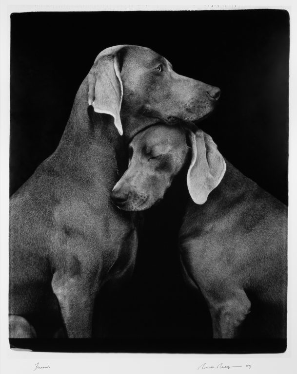 William Wegman - Friends, 2009. Inkjet. From the Warehouse Art Museum Collection. Photographed by Avery Pelekoudas.