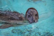 A harbor seal swims at Milwaukee County Zoo. Photo courtesy Milwaukee County Zoo Media Room.