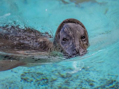 Zoo Will Close Seal, Sea Lion Exhibit