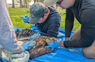 Scientists with the Wisconsin Department of Natural Resources work to sample nestling eagles to learn more about how PFAS may be impacting them near Lake Superior. Photo Courtesy of the Wisconsin DNR