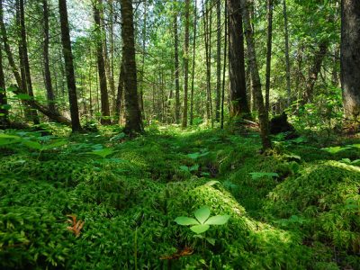 Groups Petition U.S. Forest Service To Stop North Woods Logging Project