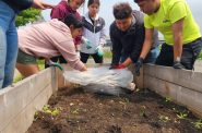 Growing Connections youth interns Jackie Ramirez, Sara Vasco, Leslie Diego Sangabriel, Francisco Vera Gamboa and Justin Ramirez work on a plant bed at the community garden at 5th and Becher streets during the summer. (Photo provided by Hannah Fleming/Milwaukee Christian Center)