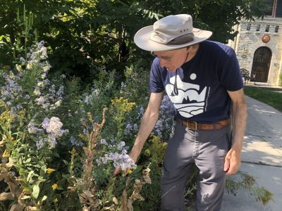 Wauwatosa Might Mow Down One Resident’s Front-Yard Garden