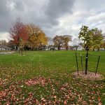 MKE County: Milwaukee Might Get Thousands of New Trees