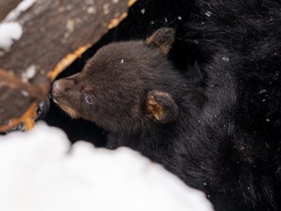 DNR Asks Public To Report Black Bear Dens This Winter