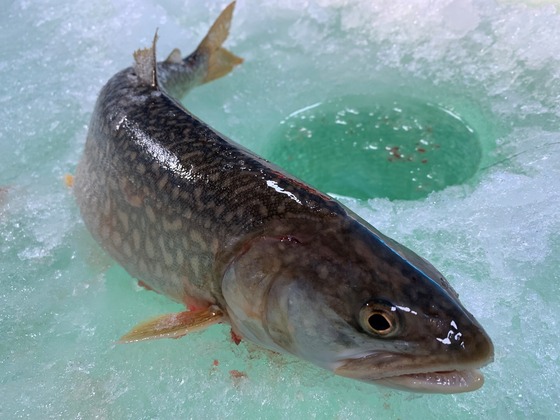 Lake trout are managed in Lake Superior using a quota system with different allocations for different user groups. / Photo Credit: Wisconsin DNR