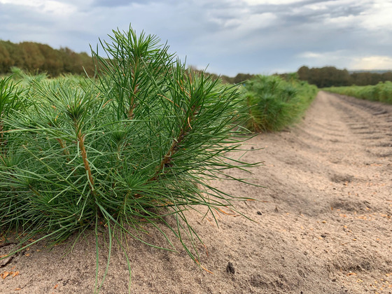 DNR Offers Free Tree Seedlings To Wisconsin Fourth Graders Ahead Of Arbor Day 2024