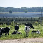 Bill Would Strip Conservation Tax Credits From Farmers With Solar Installations