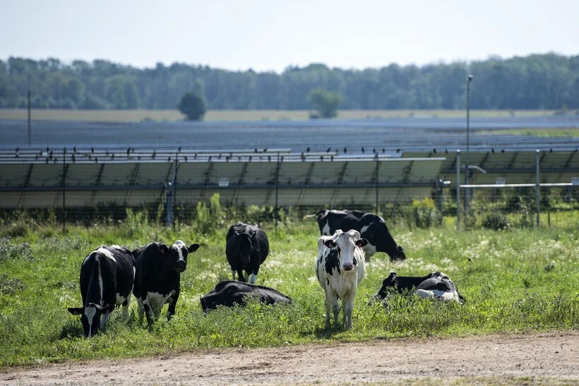 Cows graze near a field of solar panels Thursday, Aug. 18, 2022, in Two Rivers, Wis. Angela Major/WPR