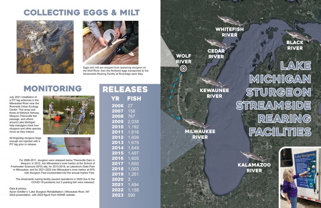For 2006-2011, sturgeon were released below Thiensville Dam in Mequon; in 2012, into Milwaukee’s inner harbor at the School of Freshwater Sciences (SFS) slip; for 2013-2019, at Lakeshore State Park in Milwaukee; and for 2021-2023 into Milwaukee’s inner harbor at SFS with Sturgeon Fest incorporated into the annual Harbor Fest. The streamside rearing facility paused operations in 2020 due to the COVID-19 pandemic but 3 yearling fish were released. Data & photos: Aaron Schiller’s “Lake Sturgeon Rehabilitation | Milwaukee River, WI” 2023 presentation, with 2023 figure from WDNR website.