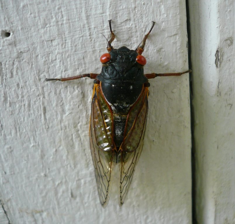 Brood XIII cicada. Photo by Joelmills, CC BY-SA 3.0 , via Wikimedia Commons