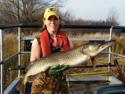 Learn About Green Bay Northern Pike And Yellow Perch Management On Feb. 12