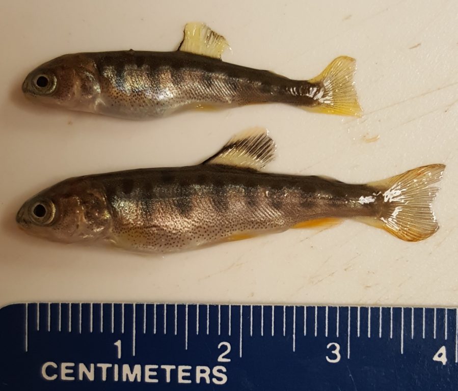 The fish above was exposed to 25 days of 3,000 milligrams per liter of calcium chloride. The fish below was part of a control group not exposed to chloride. The experiment found similar growth reduction impacts for fishes also exposed to 3,000 milligrams per liter of sodium chloride. Calcium and sodium chloride are both used as road salt. The research, published by William Hintz and Rick Relyea in a 2017 issue of Environmental Pollution, considered different types and concentrations of chloride salts on the development of young rainbow trout. Photo by Bill Hintz.