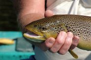 The DNR has now declared Lake Michigan brown trout consumption acceptable. Photo: Billy Bob Bain (CC-BY).