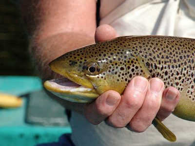 Researchers Find 17 Never-Seen-Before Viruses in Wisconsin Fish