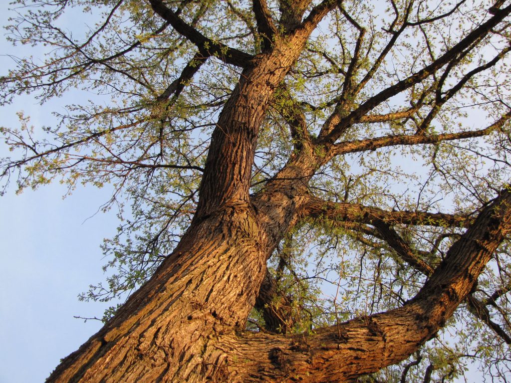 A bur oak tree. Photo by Katja Schulz from Washington, D. C., USA, CC BY 2.0 , via Wikimedia Commons