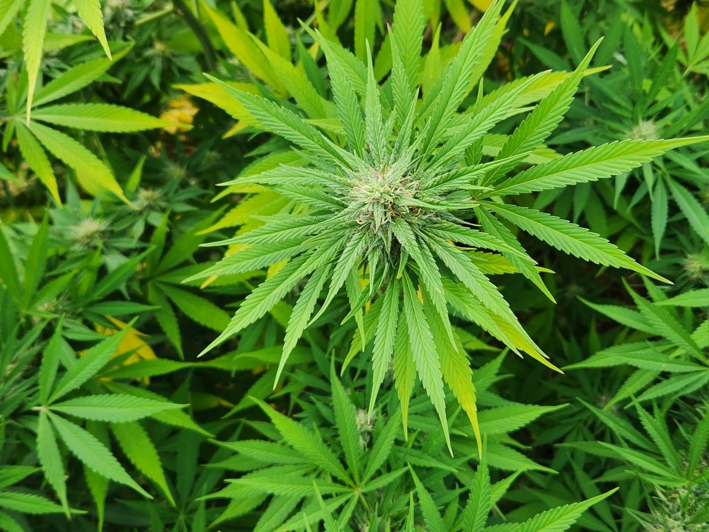 A hemp plant at a Cottage Grove farm. Hemp, used for industrial purposes and now grown legally in Wisconsin, is made from a variety of the cannabis plant that is low in THC, the active ingredient that is responsible for the intoxicating effect of marijuana. (Wisconsin Examiner photo)