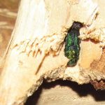 Emerald Ash Borer Decimating Wisconsin Trees